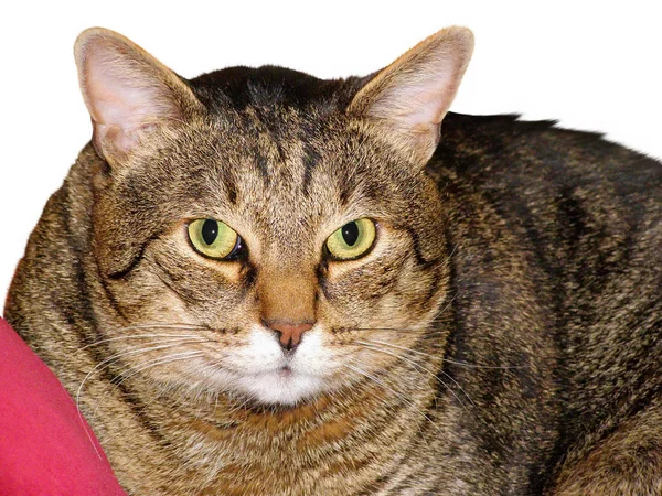 Portret Tłuszczu Kot Mora Żółte Oczy — Zdjęcie stockowe
