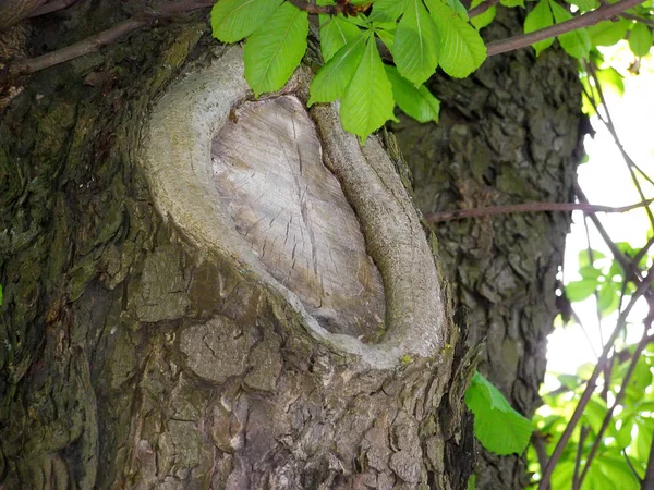 Großes Knacken Einem Rosskastanienbaum Rinde Nahaufnahme Und Grüne Blätter — Stockfoto