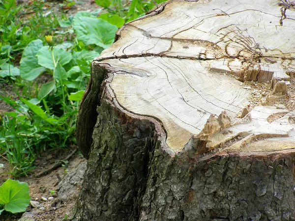 Big Horse Chestnut Stump Grass Close — Stock Fotó