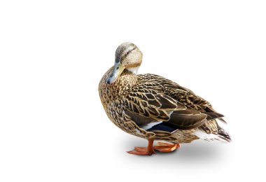 Vahşi kadın ördek