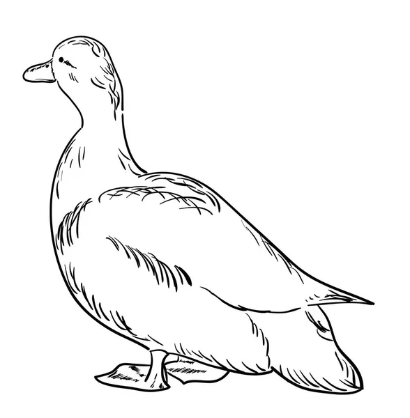 鸭子的轮廓 — 图库矢量图片