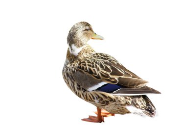 Vahşi kadın ördek