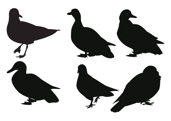 Conjunto de siluetas de aves — Vector de stock