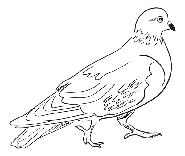 鳩の輪郭 — ストックベクタ