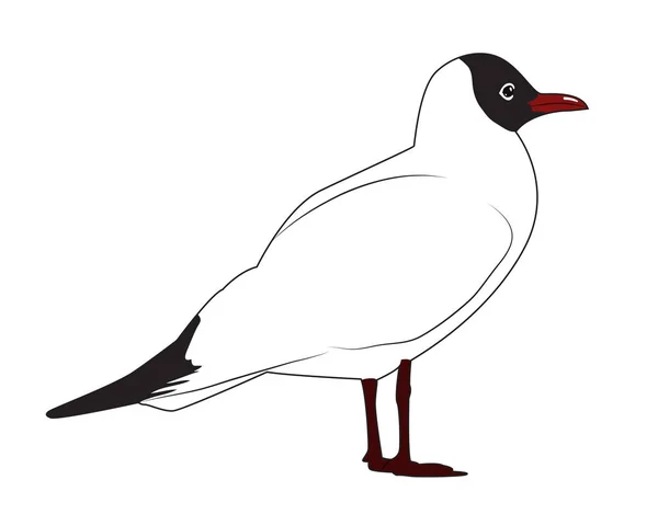 Black headed gull — Stock Vector