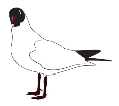 Siyah başlı martı