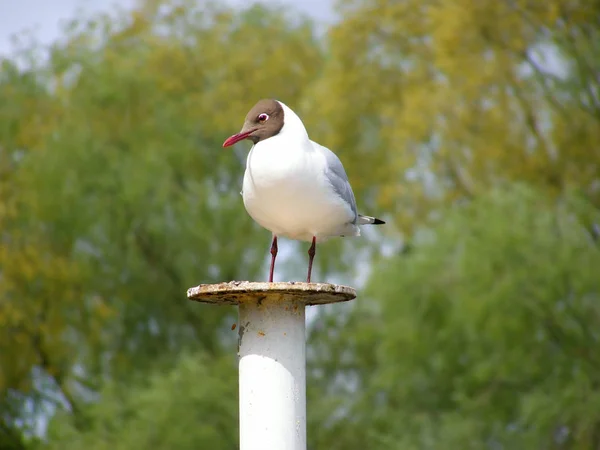 Gull standing on a bollard — Stock Photo, Image