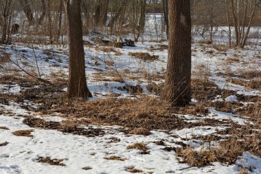 Ağaçlı kış manzarası