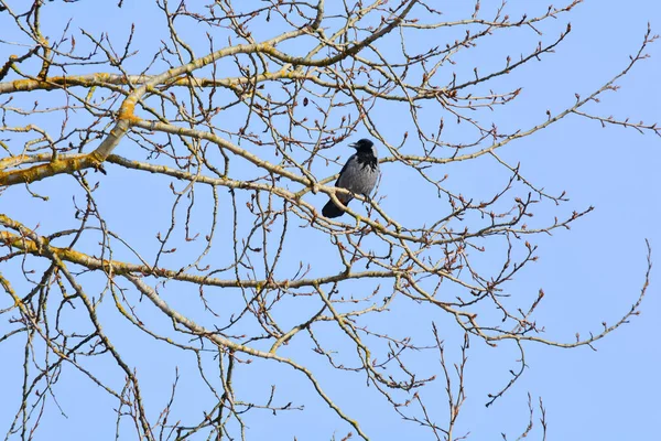 Krähe auf Baum — Stockfoto