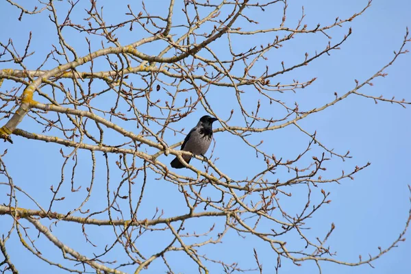 Krähe auf Baum — Stockfoto