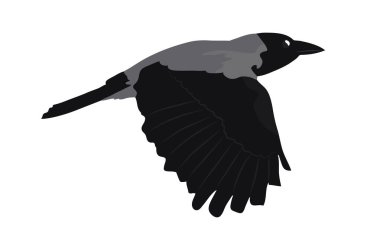 Kapüşonlu karga sinekleri