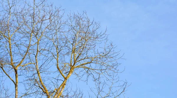 잎 없는 나무 — 스톡 사진