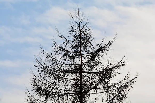 Silhouette Tanne mit Zapfen — Stockfoto