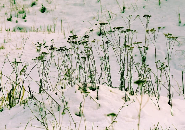 Winterlichtung mit Schnee — Stockfoto