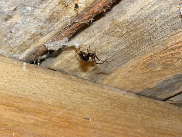 Aranha em casa marrom — Fotografia de Stock