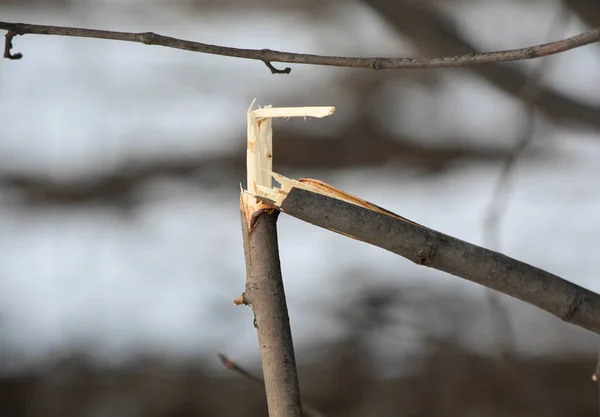 Branche d'arbre cassée — Photo