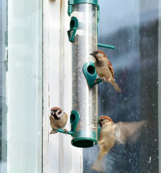 Sparrows feed in the trough — Stock Photo, Image