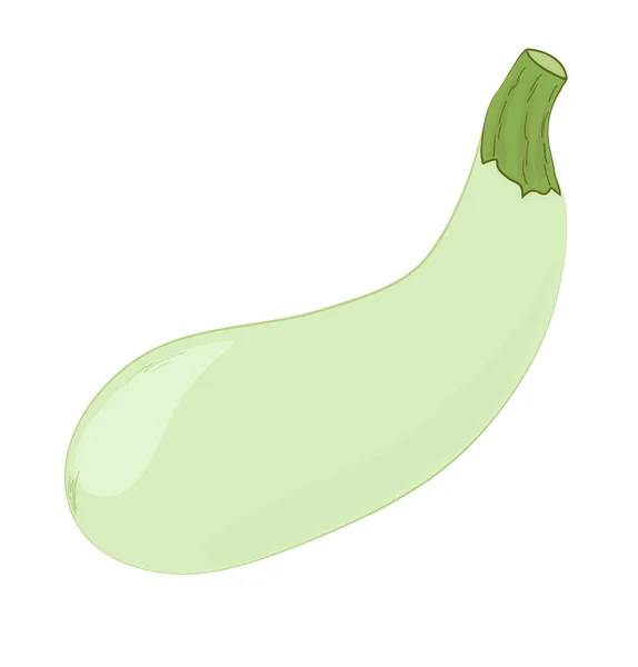 Calabaza de médula verde — Vector de stock