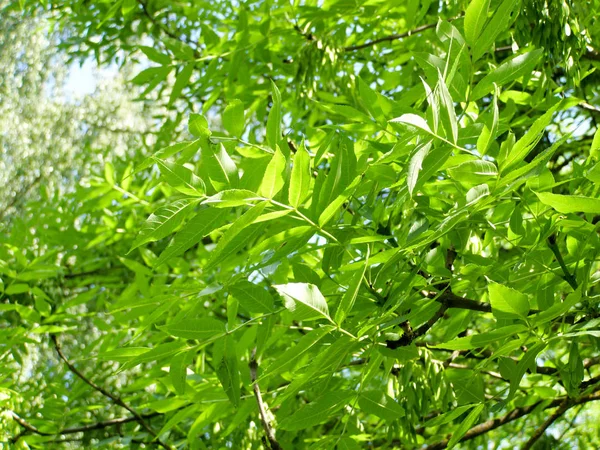 Green leaves of ash tree