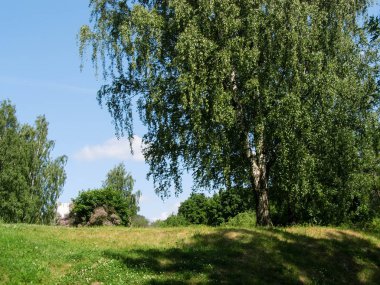 Tepedeki huş ağacı