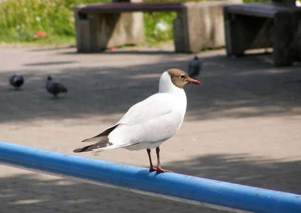 Seagull on railing — Stock Photo, Image