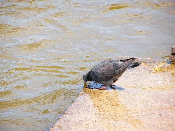 O pombo está a beber — Fotografia de Stock