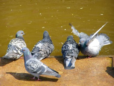 Group of pigeons near the water