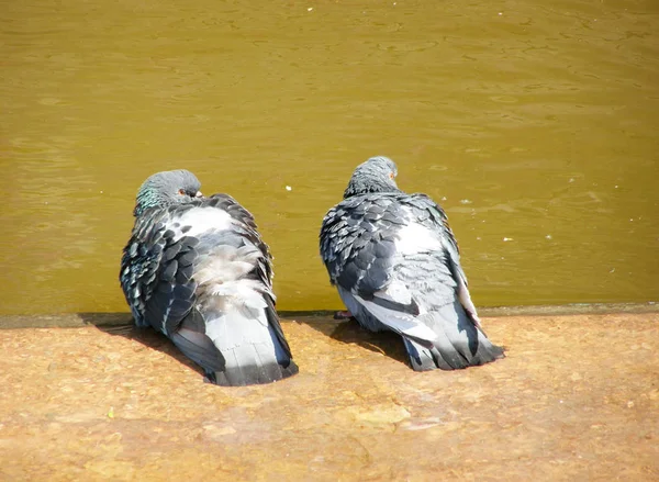 Zwei Tauben in Flussnähe — Stockfoto