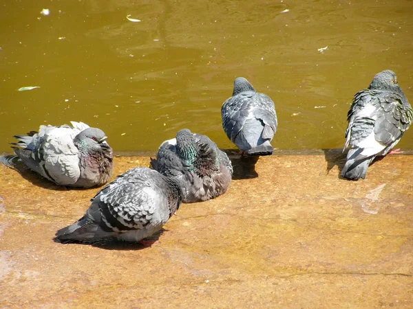 Group of pigeons near the water — 图库照片