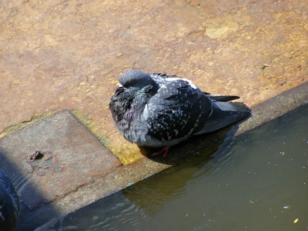 Piccione vicino all'acqua — Foto Stock