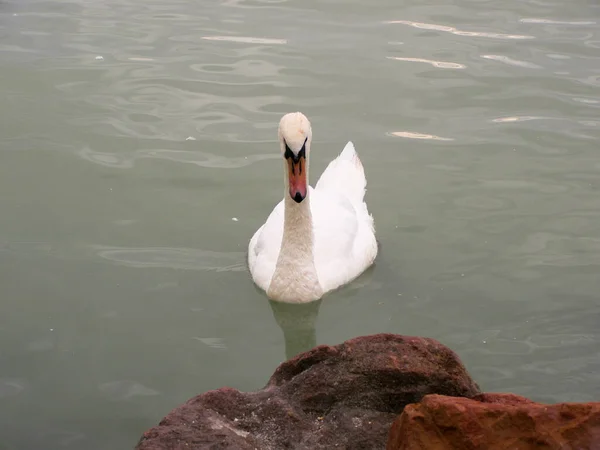 湖上美丽的白天鹅 靠近点 — 图库照片