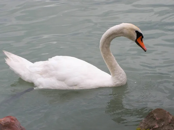 Hermoso Cisne Blanco Vista Lateral Del Lago Cerca — Foto de Stock