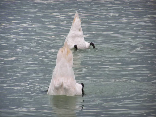 天鹅潜水觅食 只有尾巴在水里 — 图库照片