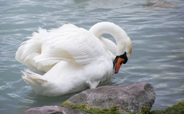 Elegante Cisne Blanco Limpiar Las Plumas Lago — Foto de Stock