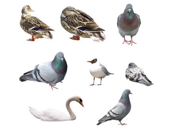 Conjunto Diferentes Aves Aves Urbanas Patos Palomas Gaviotas Cisnes —  Fotos de Stock