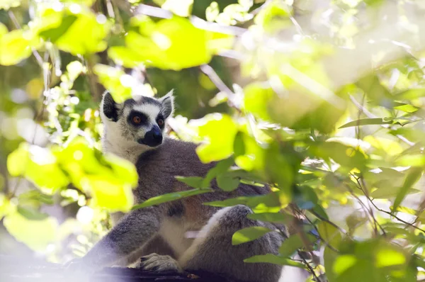 Seekor Lemur Ekor Cincin Duduk Pohon Madagaskar — Stok Foto
