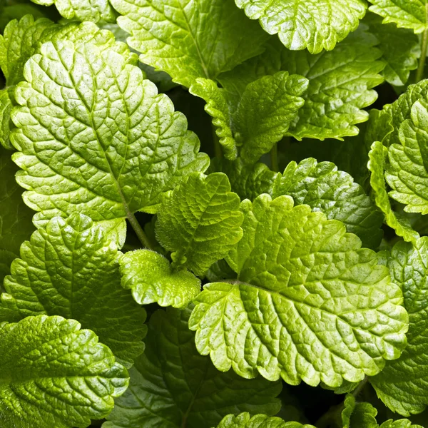 Närbild Blad Från Citronmeliss Trädgård — Stockfoto