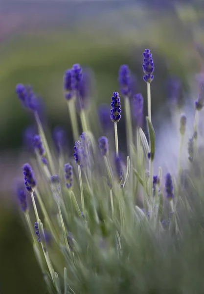 Sebuah Bunga Spike Lavender Taman Musim Semi — Stok Foto