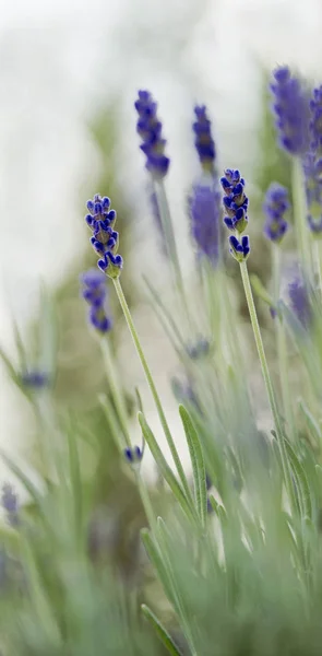 春には庭にラベンダーの花のスパイク — ストック写真