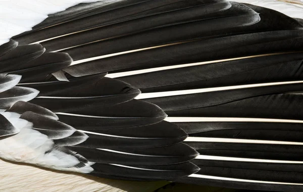 Closeup of pelican feathers. Black and pink feathers background