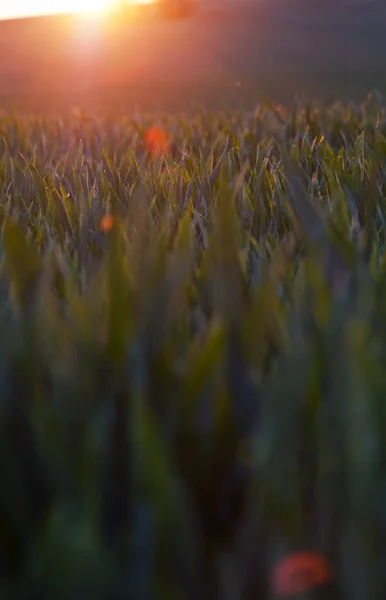 Sunset Spring Field Abstract Background — Stock Photo, Image