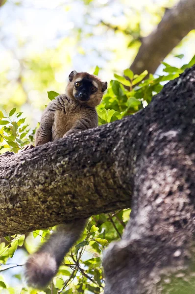 在树上的一个红色的前端狐猴的肖像 马达加斯加 — 图库照片