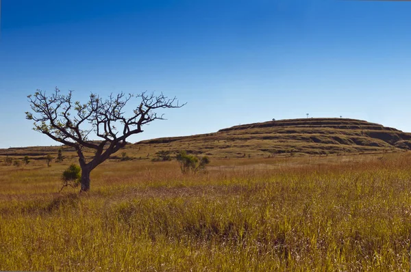 Paisagem Com Uma Savana Uma Árvore Madagáscar — Fotografia de Stock