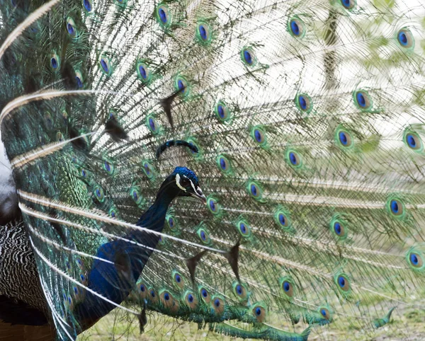 Male Peafowl Displaying Tail Feathers Side View — Stock Photo, Image