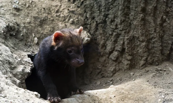 Close Head Bush Dog Puppy — Stock Photo, Image