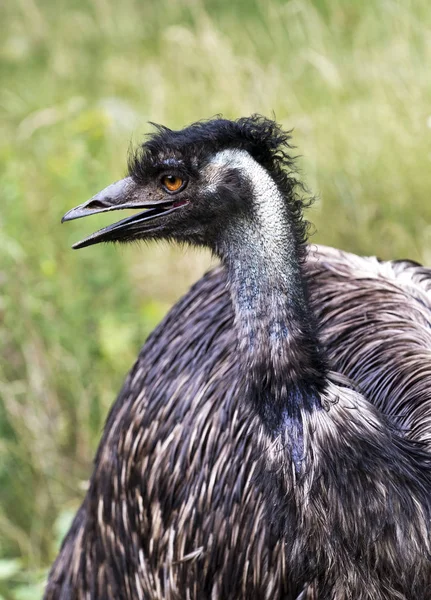 Close Head Emu Side View — Stock Photo, Image