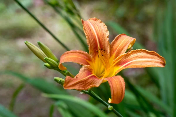 Closeup Flower Orange Day Lily Summertime — Stock Photo, Image