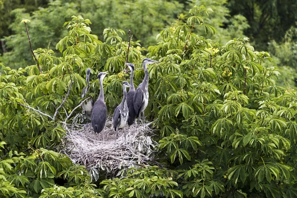 Five juvenile herons in a nest in a tree crown. Grey heron