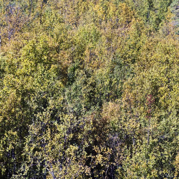 Pohled Vrcholky Stromů Žlutá Birch Les Podzim Pozadí — Stock fotografie