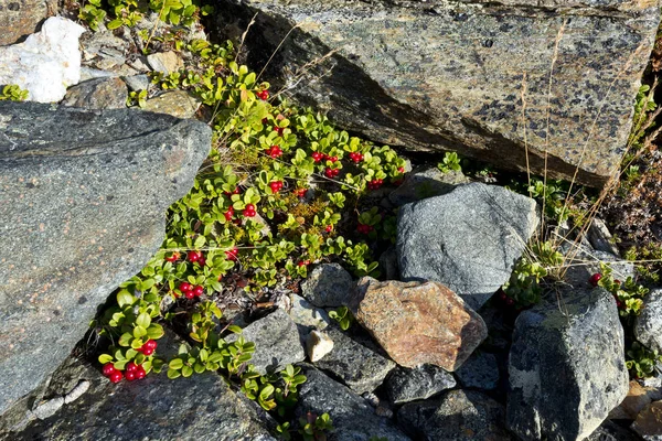 Short Evergreen Shrub Cowberry Lingonberry Partridgeberry Growing Stones Sweden — Stock Photo, Image